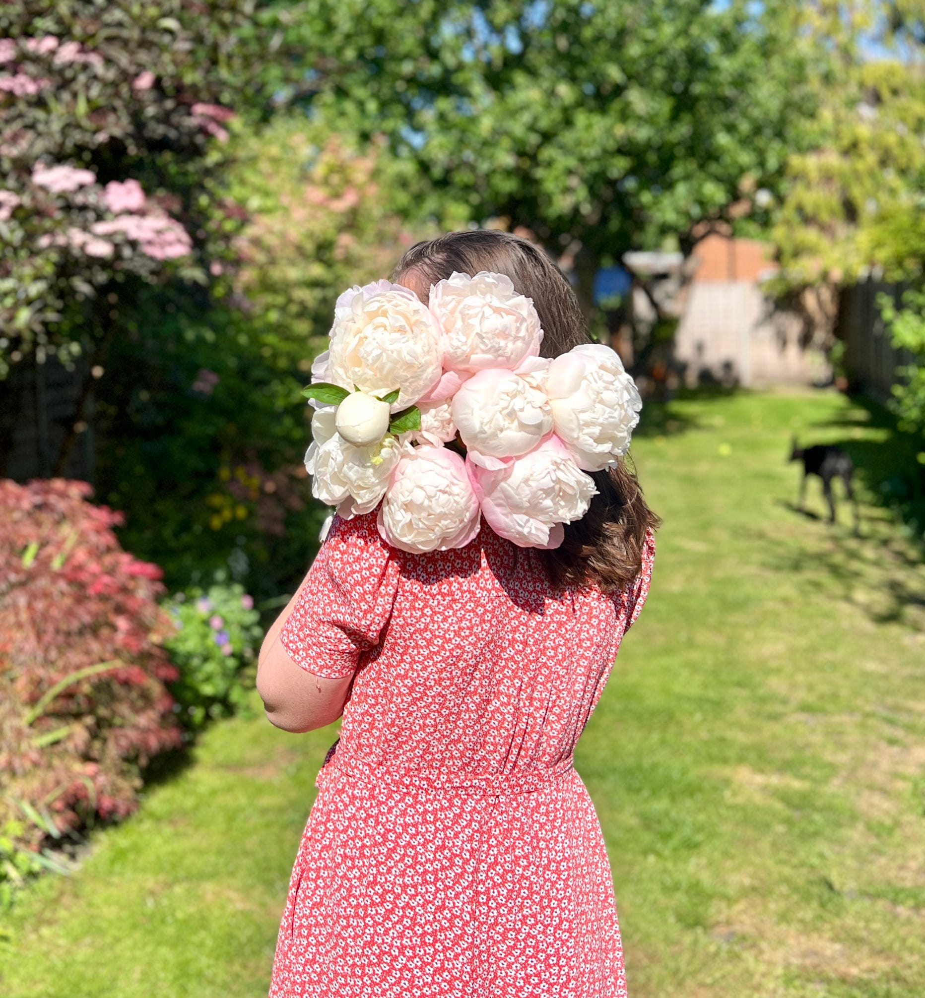 Peony flowers 